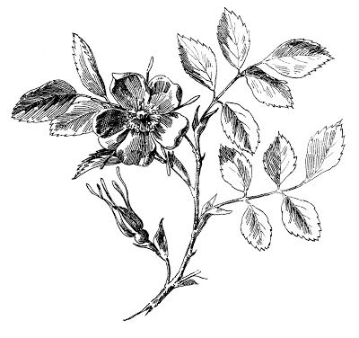 400x376 Antique Graphic