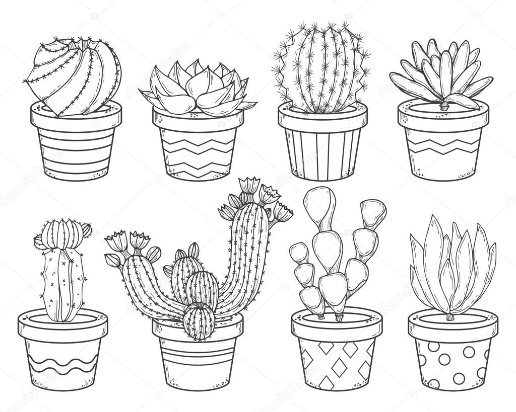 1024x819 Cactus And Succulent Contour Stock Vector Ffffffly