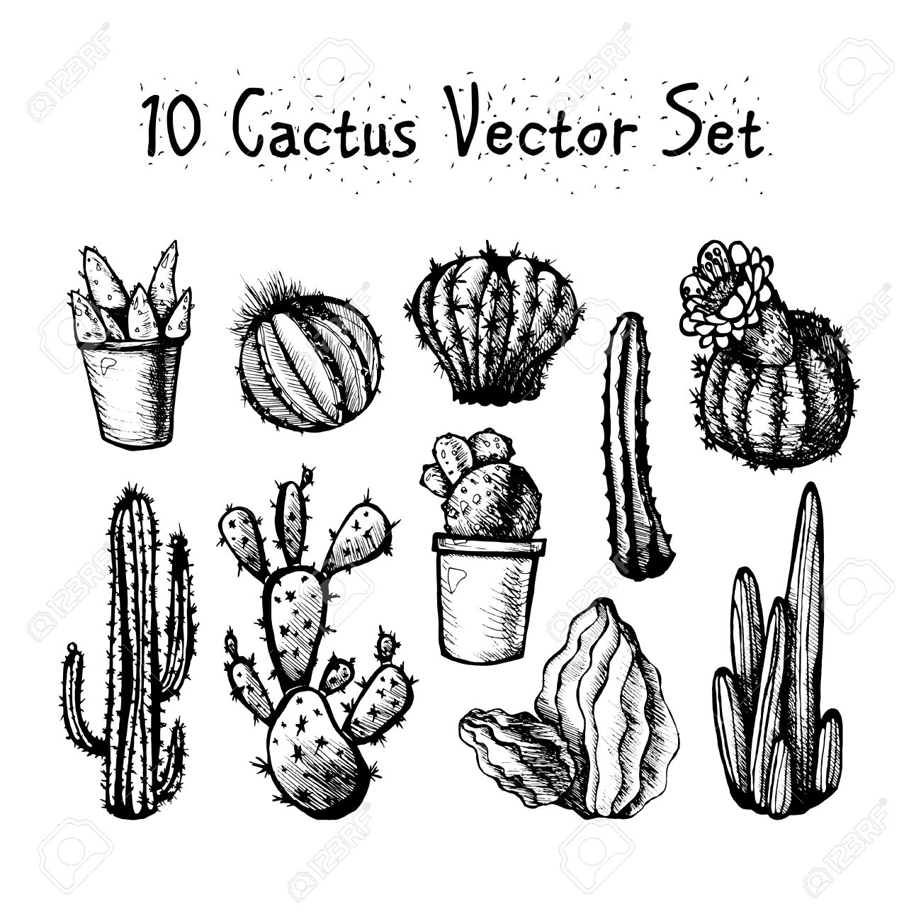 1300x1300 Hand Drawn Isolated Cactuses Set. Cactus In Vintage Style