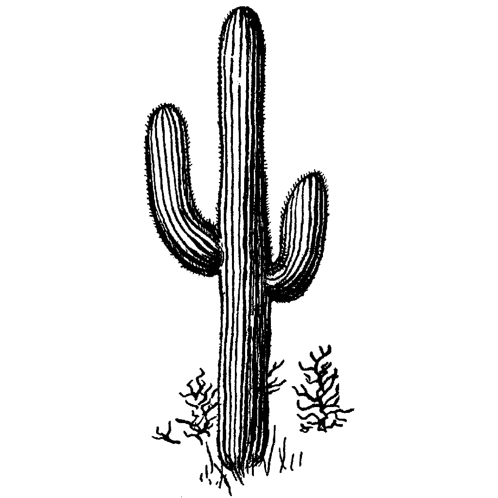 1024x1024 Saguaro 58h