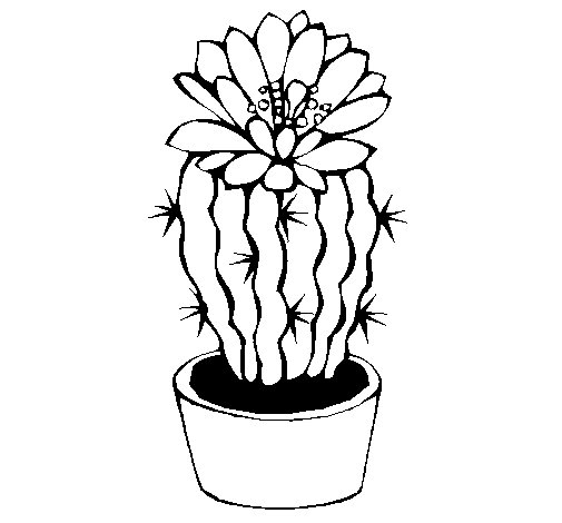 505x470 Cactus With Flower Coloring Page