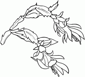300x272 Drawings Of Schlumbergera Coloring Pages