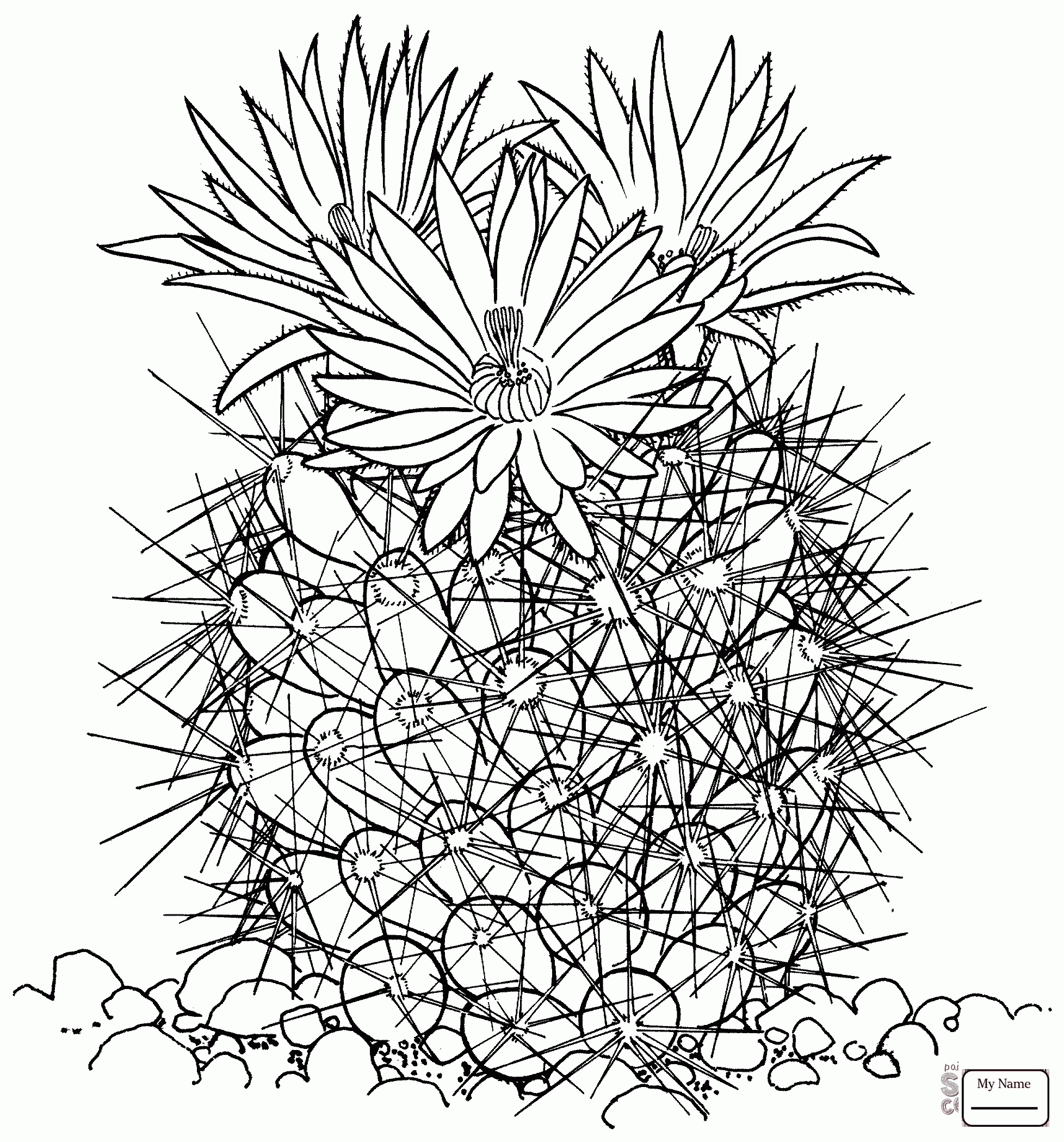 1956x2098 Coloring Pages Coryphantha Vivipara Or Beehive Cactus Flowers