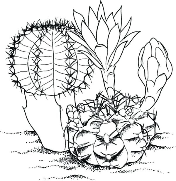 600x616 Big Flower Coloring Pages Big Cactus Flower Coloring Pages Big