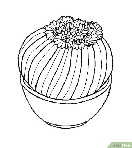 499x560 How To Draw A Barrel Cactus 6 Steps (With Pictures)