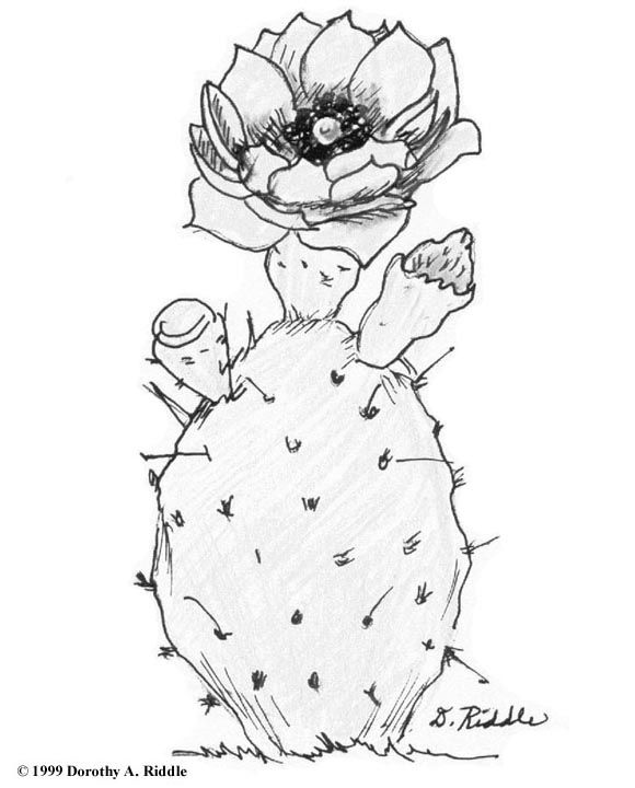 580x720 Image Result For Cactus Line Drawing Cactus Cacti