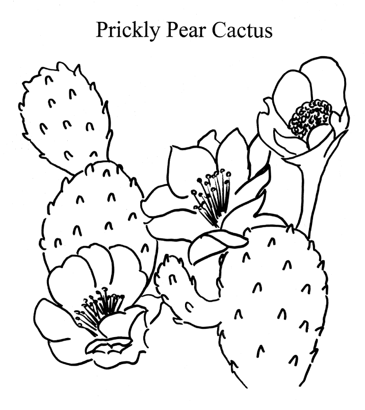 716x804 Prickly Pear Cactus Drawing Images Amp Pictures