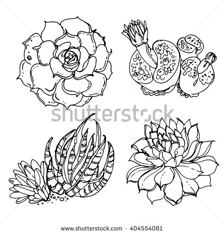 450x470 Stock Vector Succulents Cacti Line Drawn On A White Background