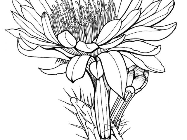 640x480 Cactus Flower Drawing