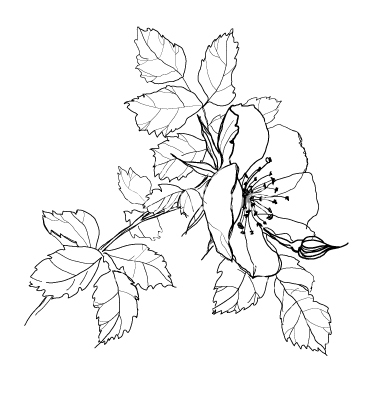 380x400 Pics For Gt Art Pencil Drawings Of Flowers Flowers