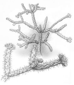 236x273 Cholla Cactus Sketchs Illustrations And Artwork