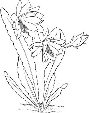 286x360 303 Best Cactus Images On Drawings, Embroidery