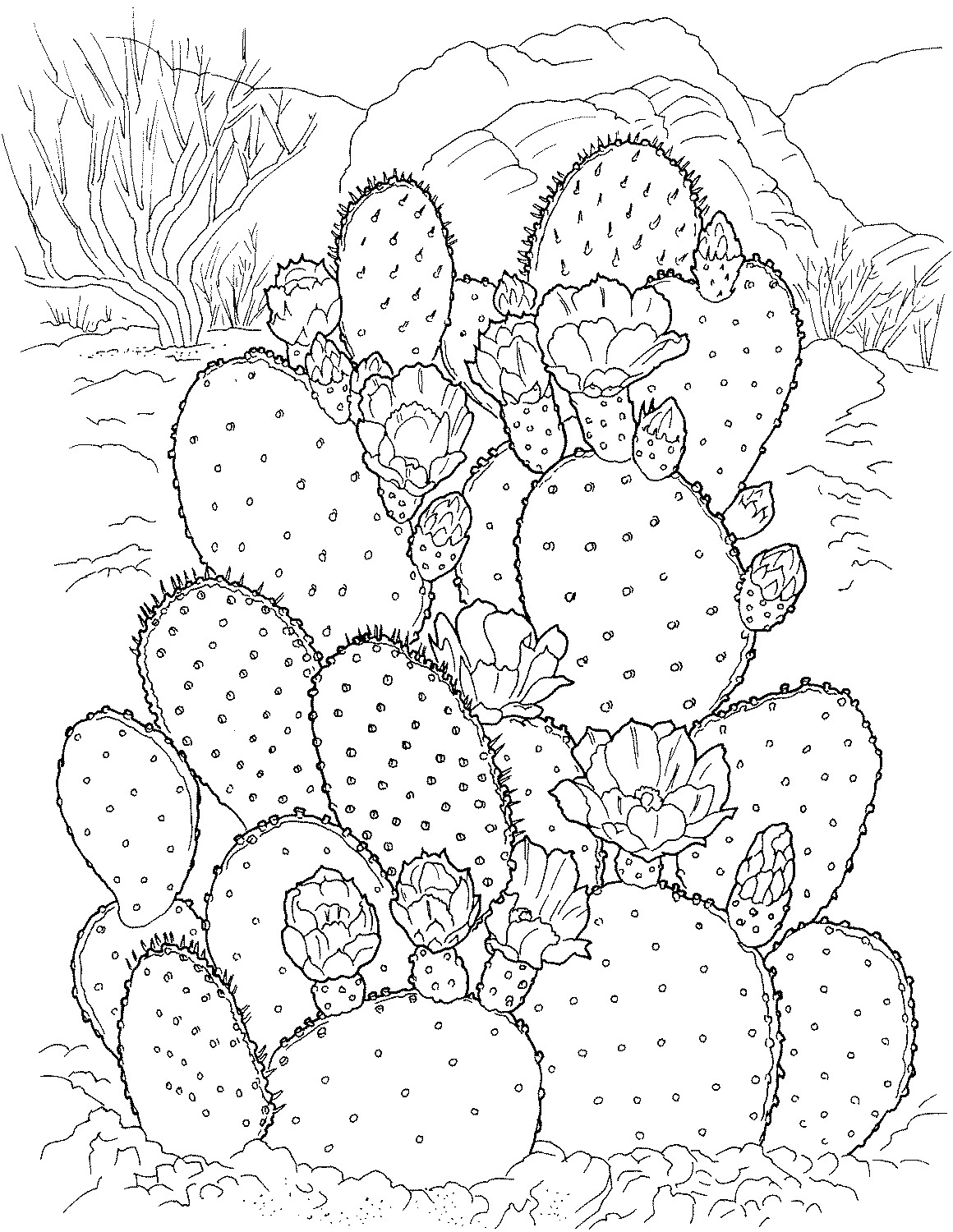 1160x1500 Drawn Desert Cactus Flower