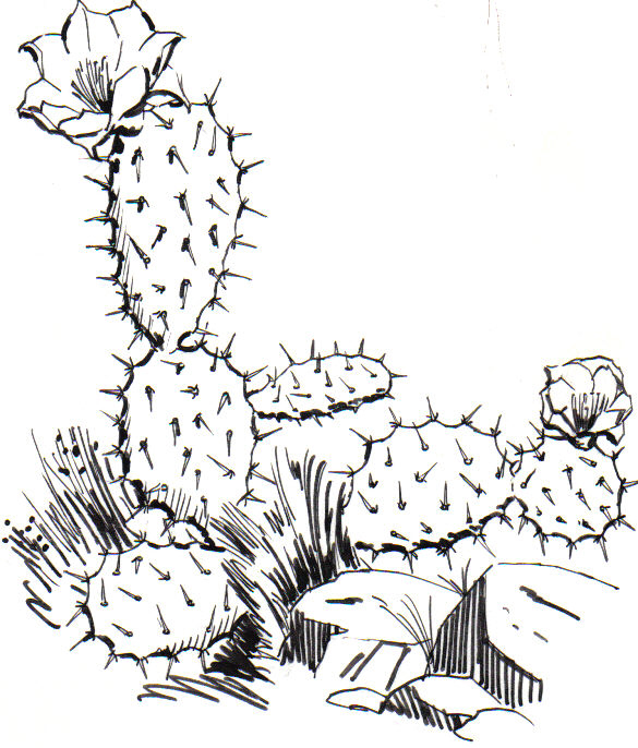 585x686 Filecactus Plant 002.jpg