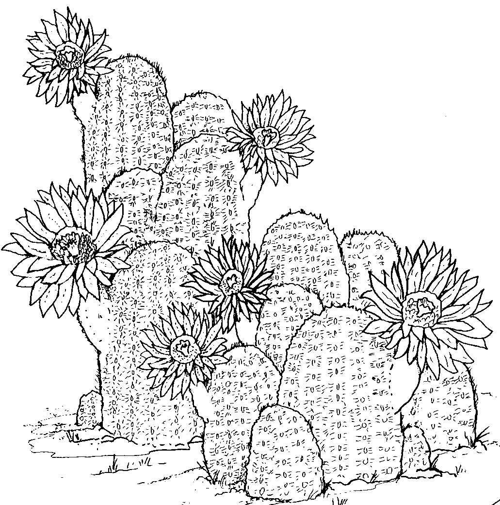 1031x1040 Free Printable Cactus Coloring Pages For Kids