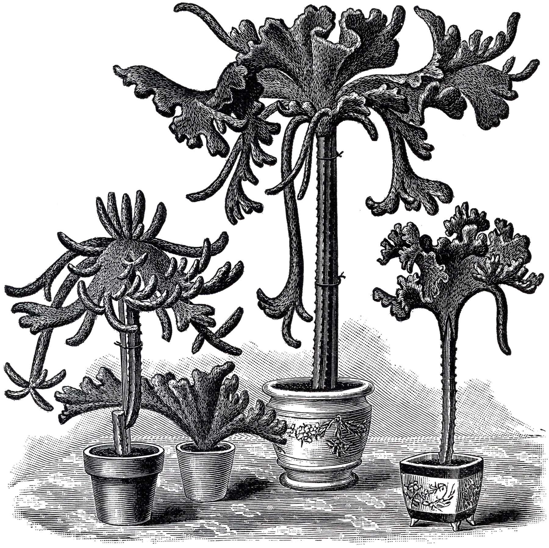 1800x1794 Free Vintage Cactus Image!