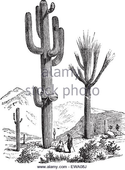 399x540 Cactus Antique Drawing Engraving Stock Photos Amp Cactus Antique