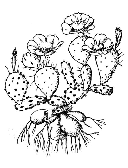 500x659 Illustration Cactus Desert Art Cacti