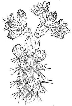 236x347 Image Result For Draw A Succulent Plant Drawing Obsessed