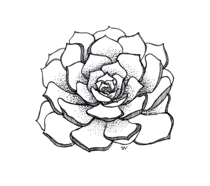 736x652 Cactus Clipart Line Drawing
