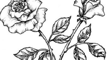 415x233 Love The Cactus Tumblr