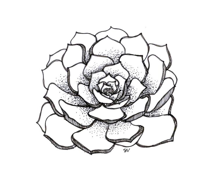 736x652 Tumblr Succulents Drawing