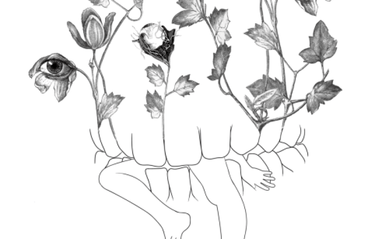 800x491 Black White Flower Line Art Tumblr Gardening Flower