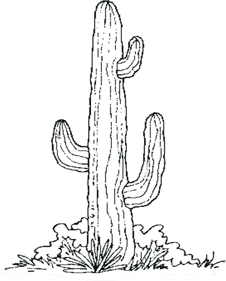 723x898 Cactus Coloring Pages Cactus Images Coloring Pages Synthesis.site