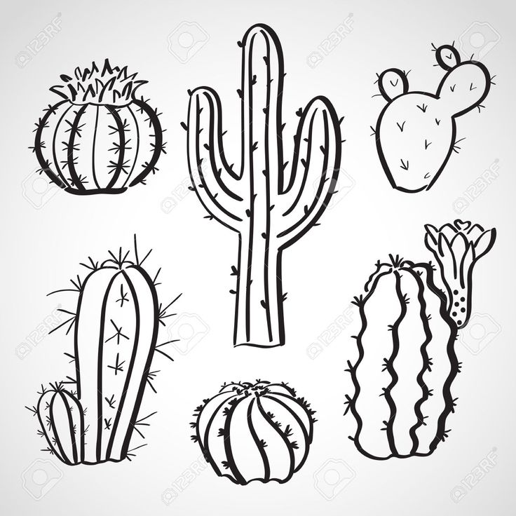 736x736 Drawn Cactus Sketch Many Interesting Cliparts