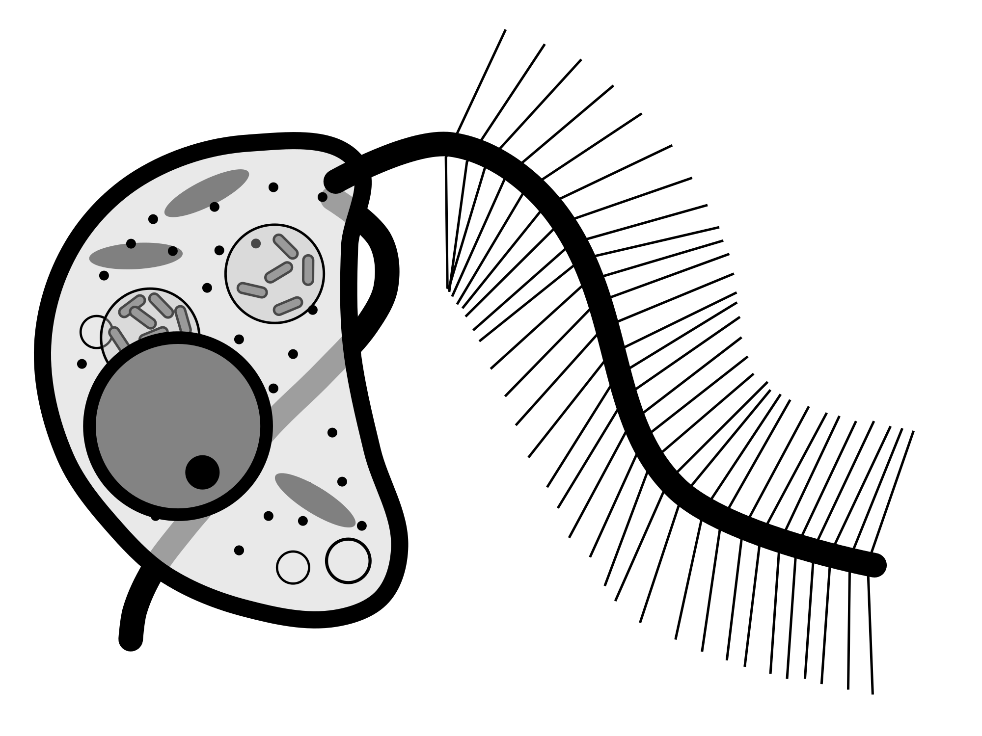 2000x1500 Filecafeteria Roenbergensis Fenchel And D J Patterson Schematic