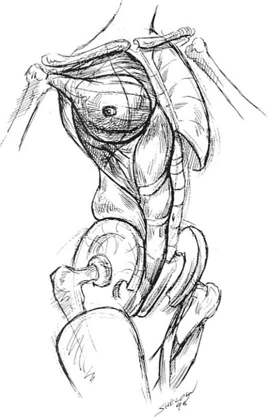 535x835 Body Construction In Drawing