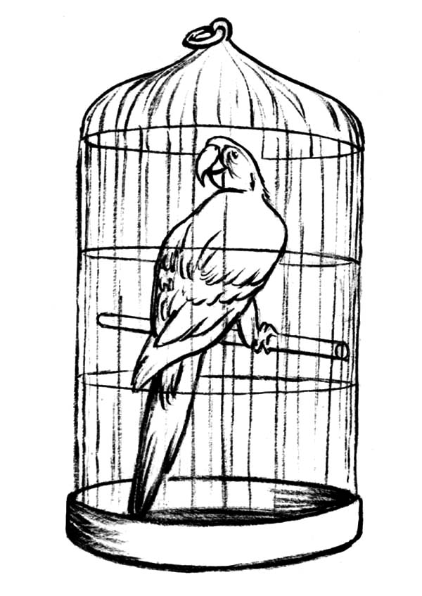 600x847 Parrot In Bird Cage For Sale Coloring Pages Jaula Expositor