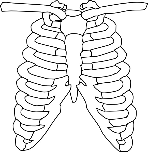 582x596 Rib Cage Clip Art Free Vector In Open Office Drawing Svg ( Svg