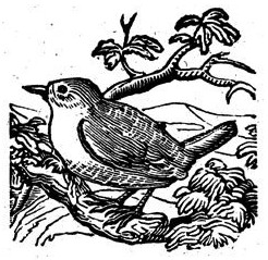 246x239 Bird In The Trees