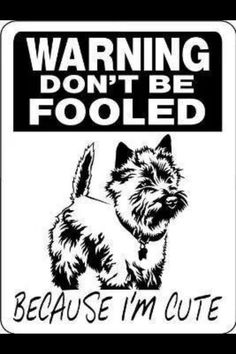 236x354 Omg!!! @jperchinsky Cairn Terrier 1940s Dog Print Puppy Print Art