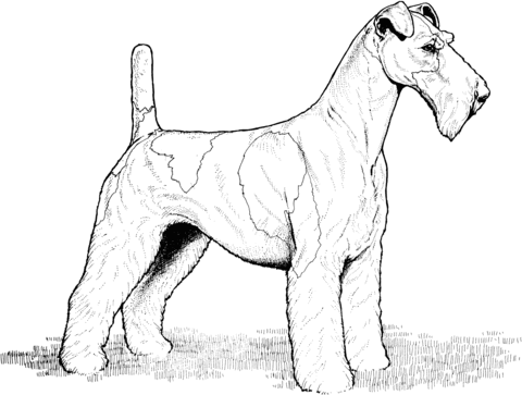 480x363 Wire Fox Terrier Coloring Page Free Printable Coloring Pages