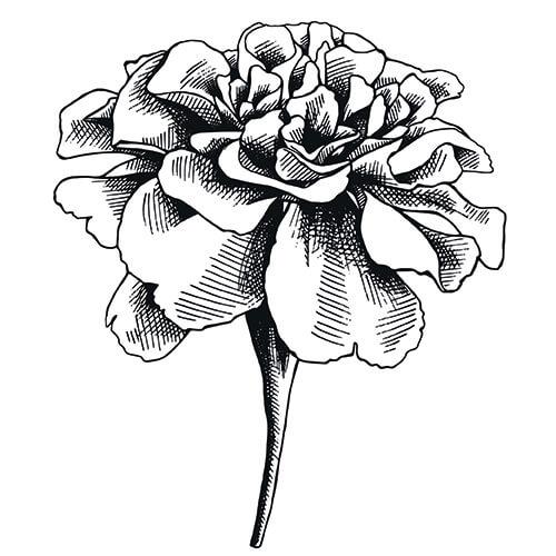 500x500 Marigold (Calendula Abs)