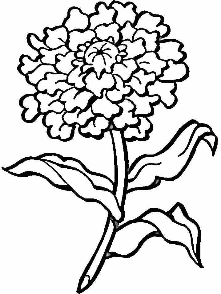 718x957 Marigold Flower Clip Art Cliparts