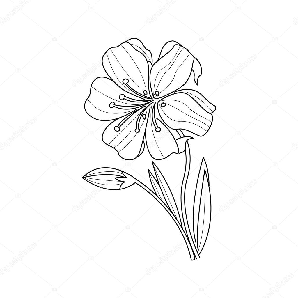 1024x1024 Marigold Flower Monochrome Drawing For Coloring Book Stock