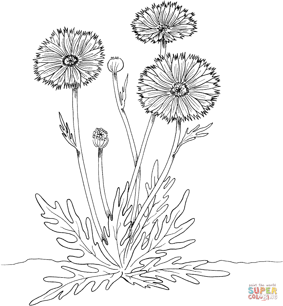 1122x1213 Marigold Coloring Page Free Printable Coloring Pages