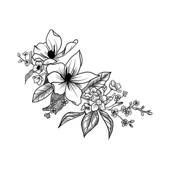 564x564 Vector Calendula Flower Monochrome Drawing For Coloring Book