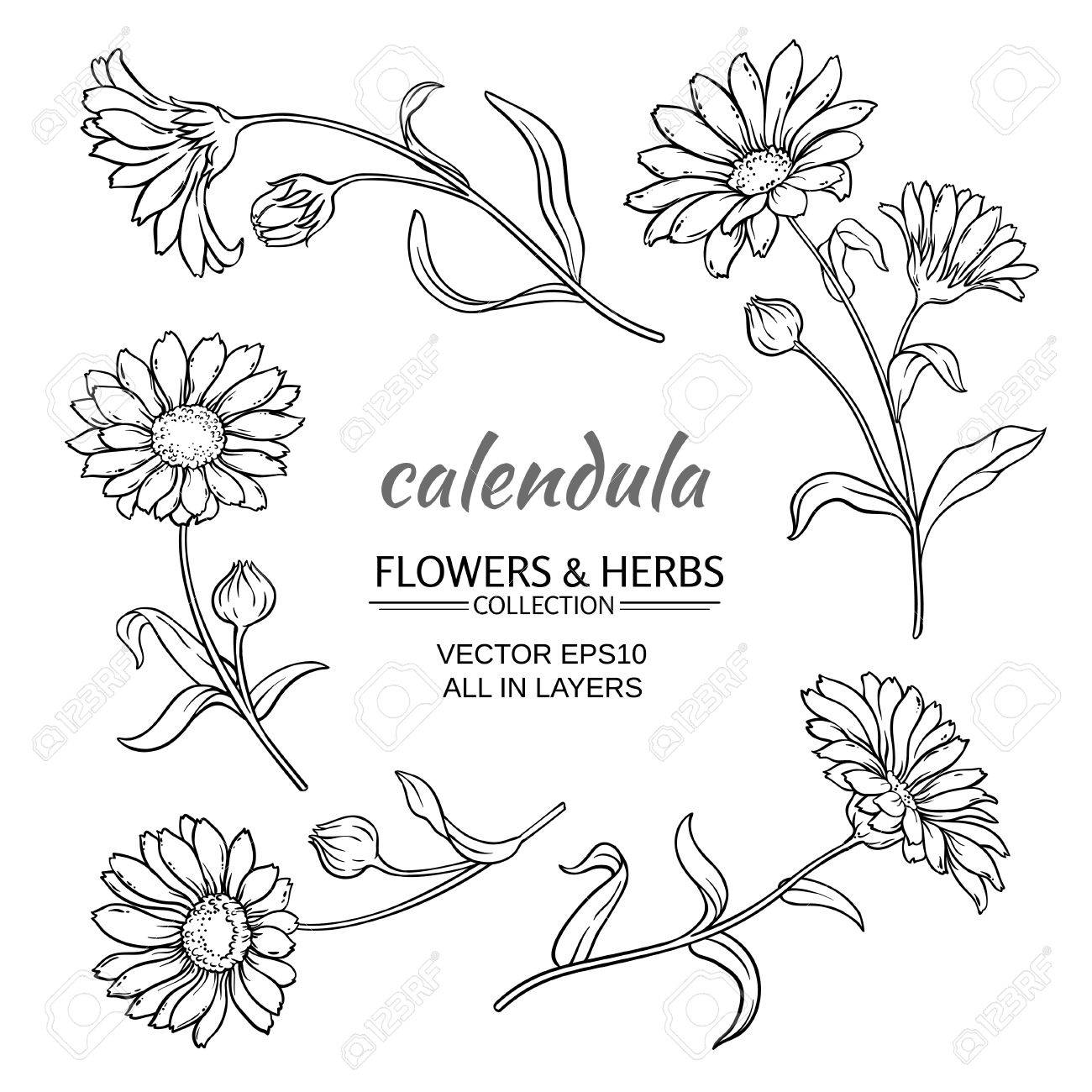 1300x1300 Calendula Flowers Set On White Background Royalty Free Cliparts