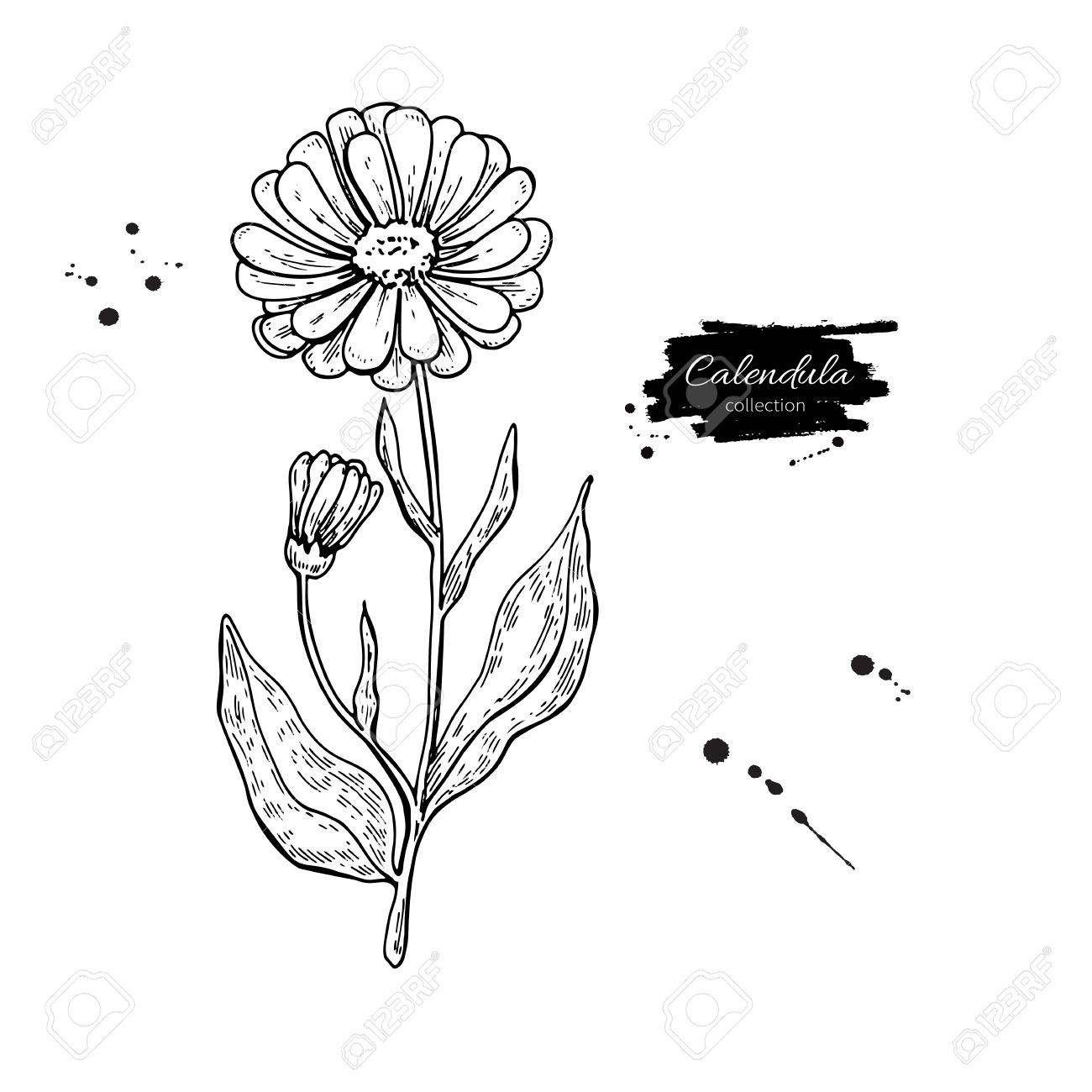 1300x1300 Calendula Vector Drawing. Isolated Medical Flower And Leaves