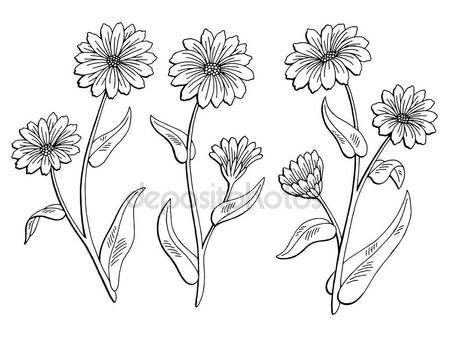 449x337 Calendula Flower Graphic Black White Isolated Sketch Illustration