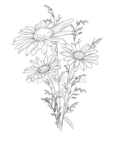 Calendula Flower Drawing at GetDrawings | Free download