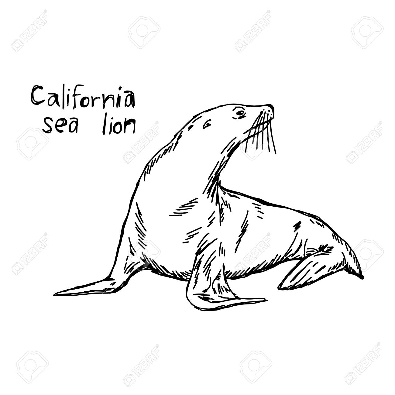 1300x1300 California Sea Lion