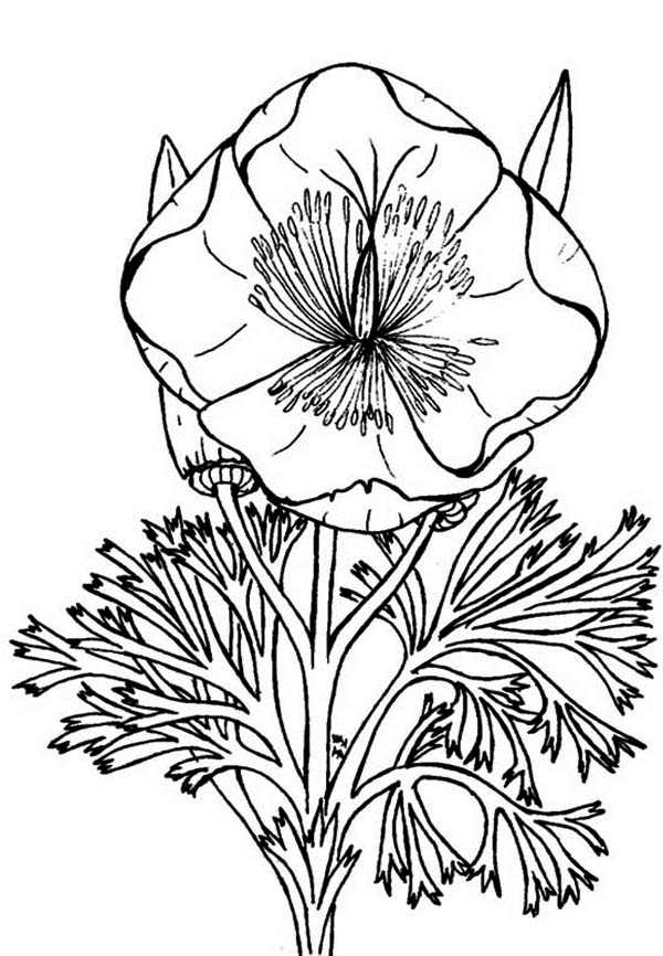 600x866 Eschscholzia California Poppy Coloring Page Color Luna
