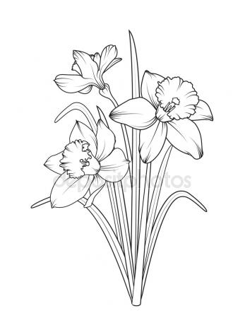 347x450 California Poppy Flowers Drawing Sketch Line Art White Backgrounds