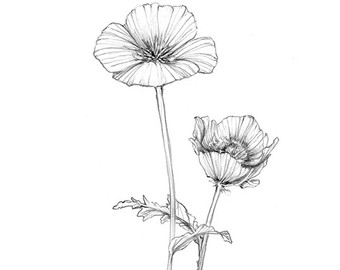 340x270 California Botanical Etsy