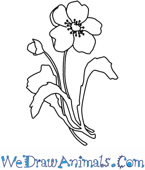 300x350 How To Draw A Poppy Flower